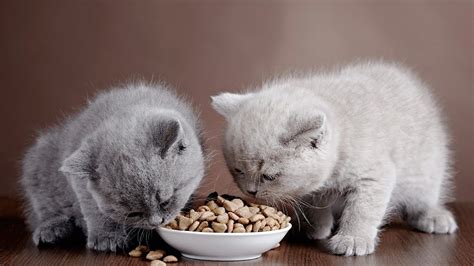 kedi maması yemek zararlı mı